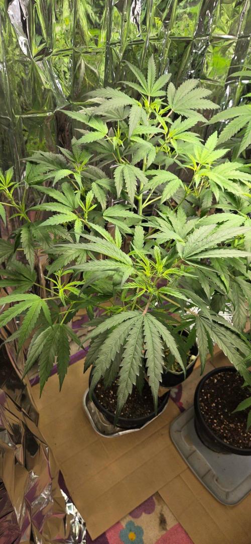 Year 2 growing cannabis. Week 3