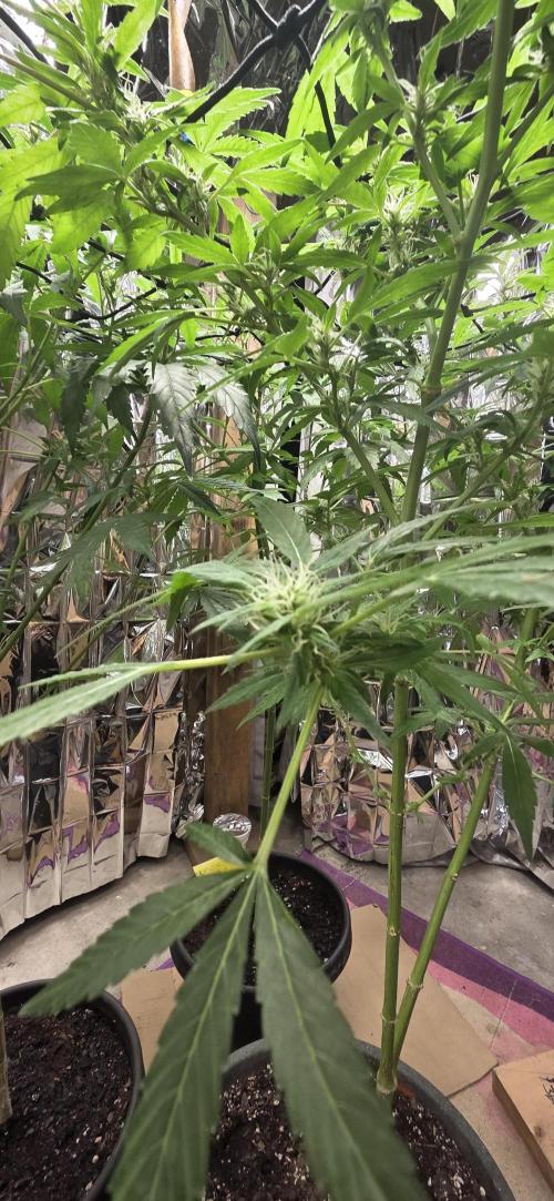 Year 2 growing cannabis. Week 4