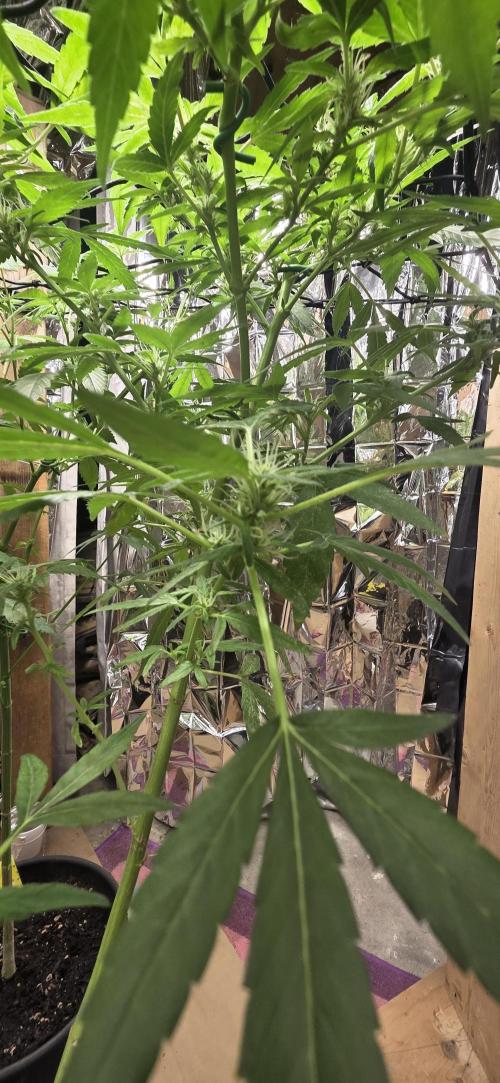 Year 2 growing cannabis. Week 4