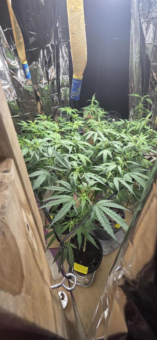Year 2 growing cannabis. Week 4