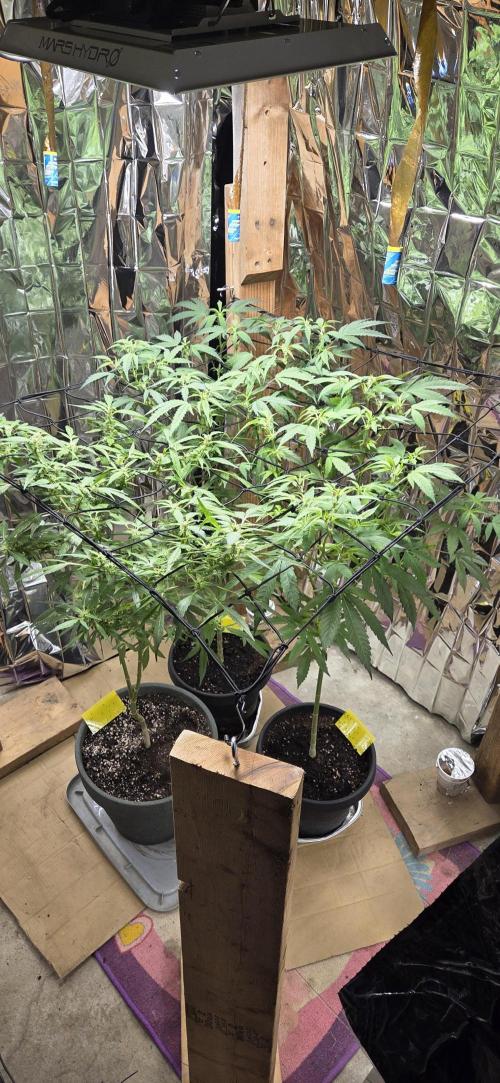 Year 2 growing cannabis. Week 4