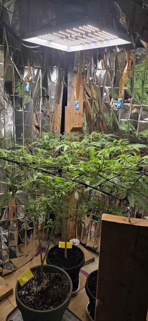 Year 2 growing cannabis. Week 4