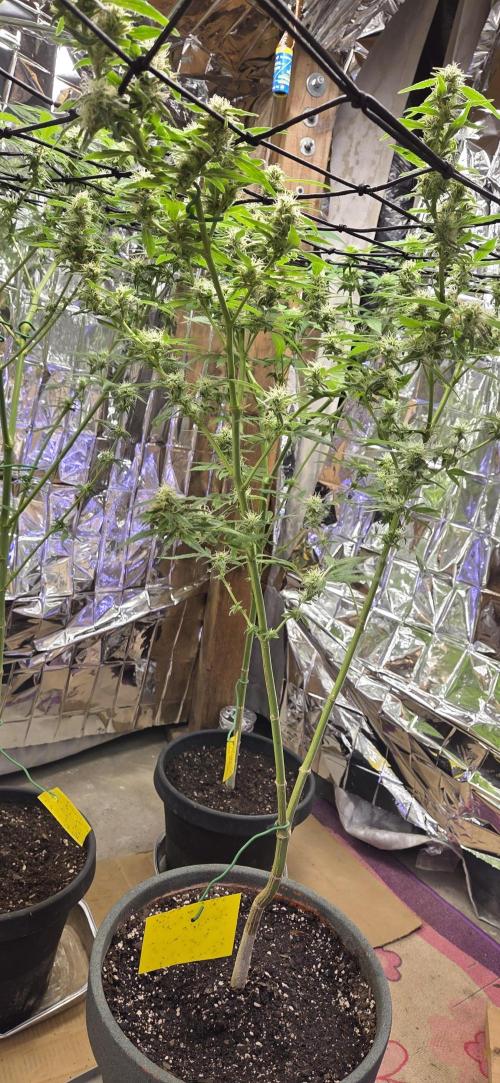 Year 2 growing cannabis. Week 5