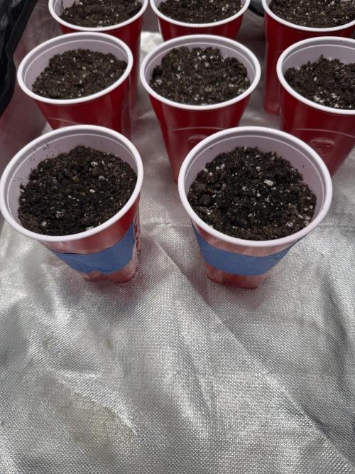 Tangie. Week 0