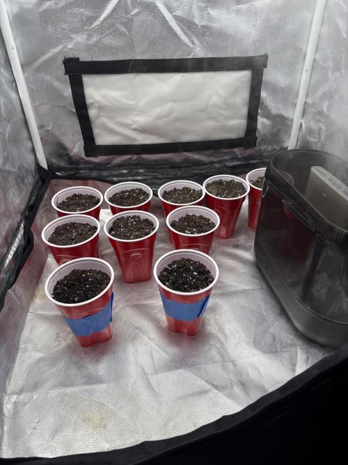 Tangie. Week 0