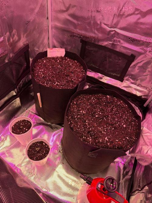 The sampler. Week 0 - BlackBerry & Skywalker in 5 gallon, Trop cookies & Frozen biscotti in styrofoa