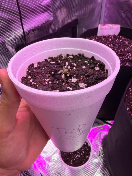 The sampler. Week 0 - Red Trop Cookies 