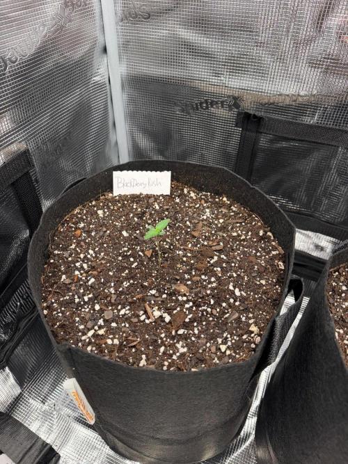 The sampler. Week 1