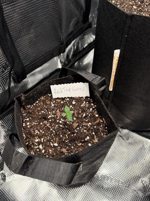 The sampler. Week 1
