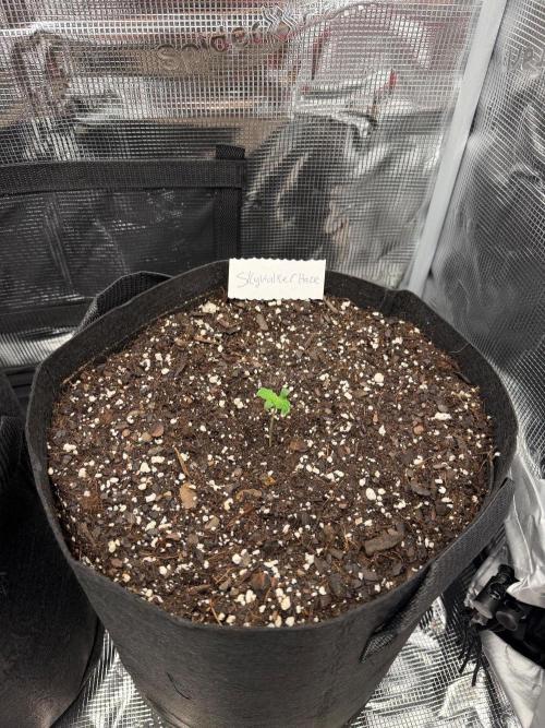The sampler. Week 1