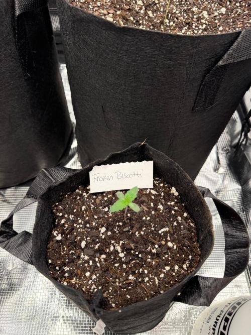 The sampler. Week 1