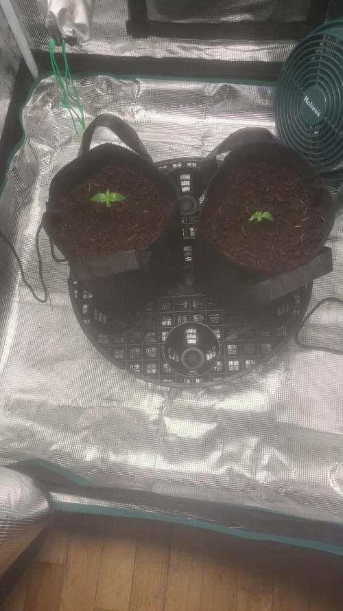 Birthday Gift
