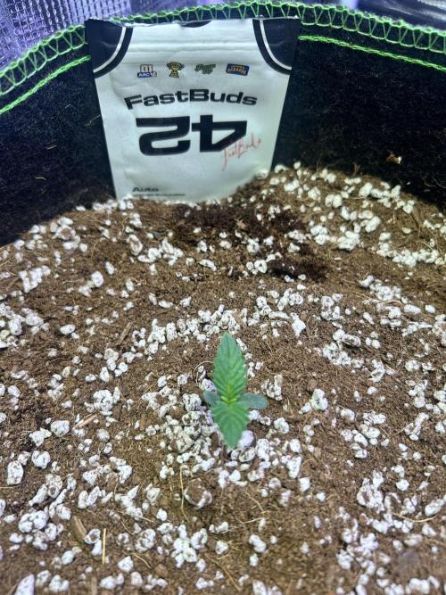 Phoenixgrows90
