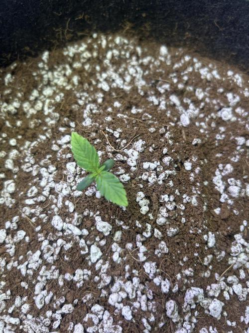 Phoenixgrows90