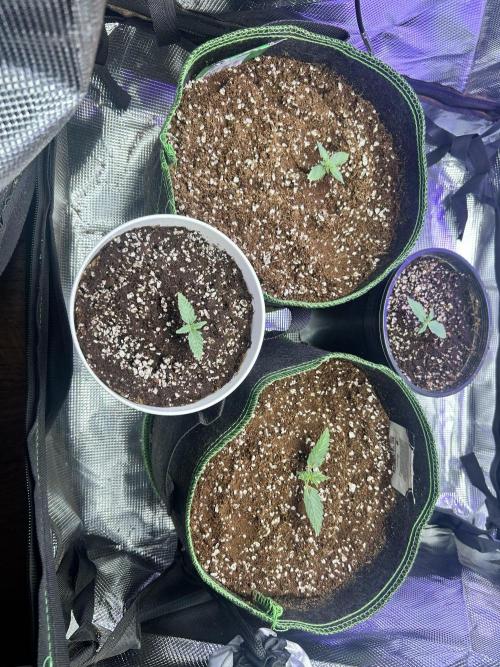 2x2 mars hydro ts1000 24 fast buds. Week 1