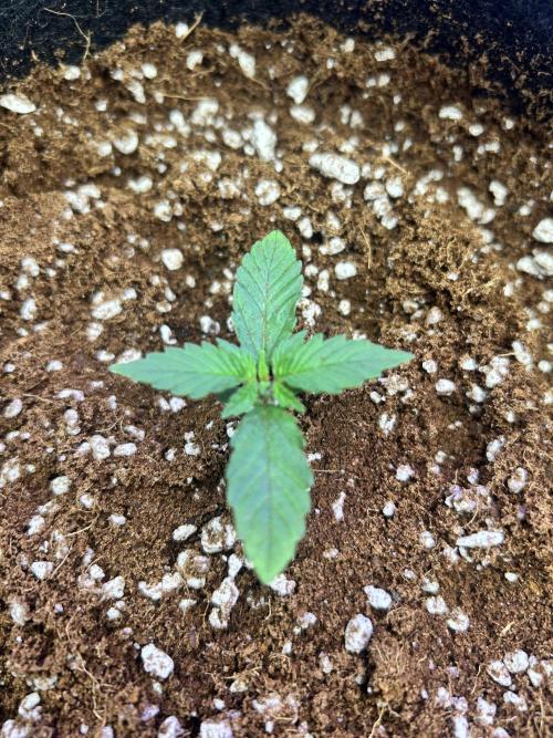 2x2 mars hydro ts1000 24 fast buds. Week 1 - Gorilla cookies auto