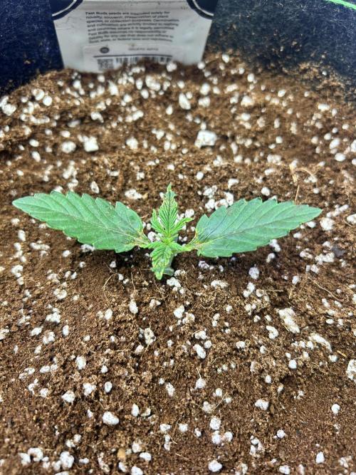 2x2 mars hydro ts1000 24 fast buds. Week 1 - Gelato auto