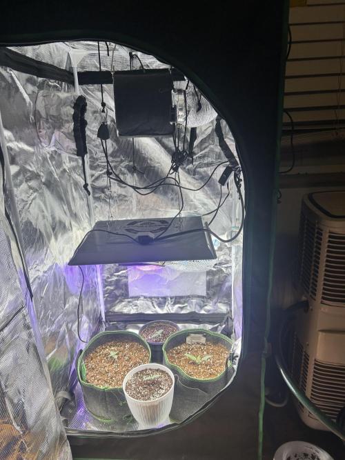 2x2 mars hydro ts1000 24 fast buds. Week 1 - My setup marshydro at-1000 vevor 4 inch inline living soil great white 