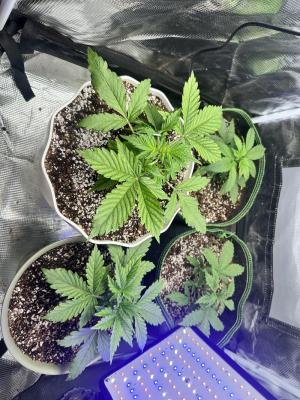 Comment by Phoenixgrows90 photo #1