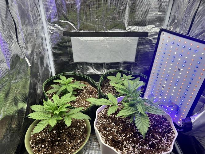 2x2 mars hydro ts1000 24 fast buds. Week 2