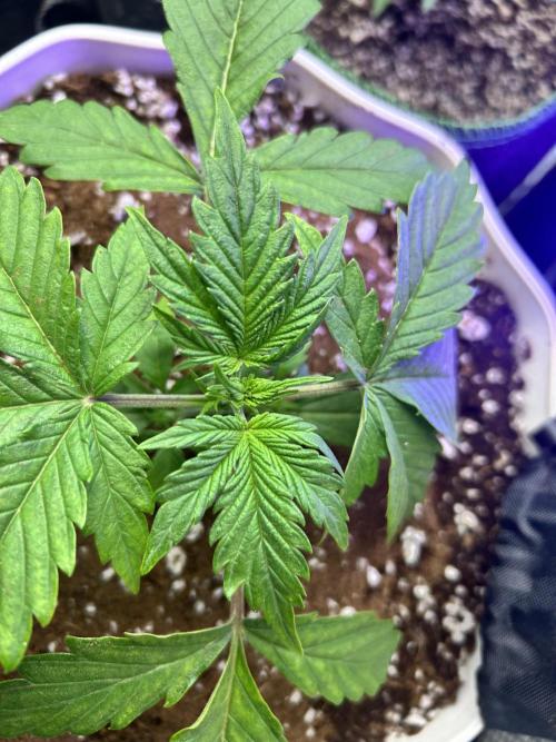 2x2 mars hydro ts1000 24 fast buds. Week 2