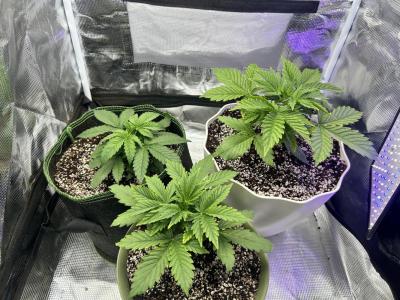 Comment by Phoenixgrows90 photo #1