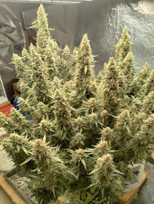 Obama kush auto. Week 10
