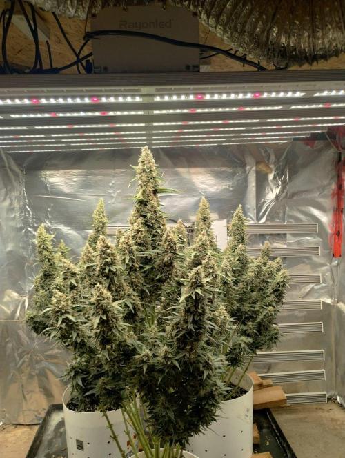 Obama kush auto. Week 10