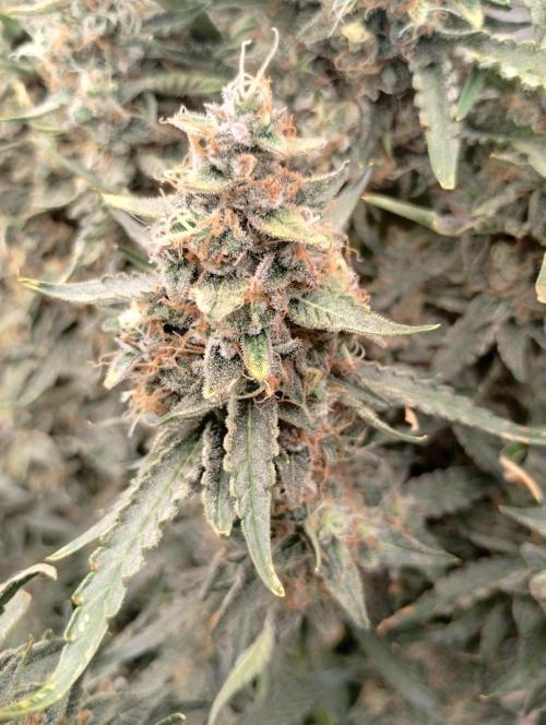 Obama kush auto. Week 10