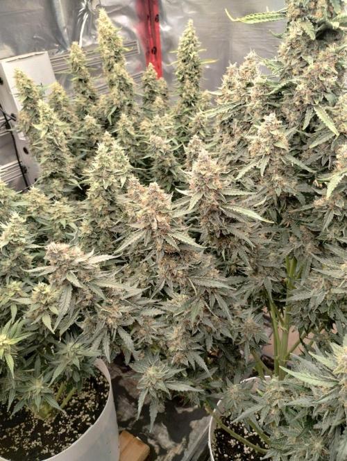 Obama kush auto. Week 10