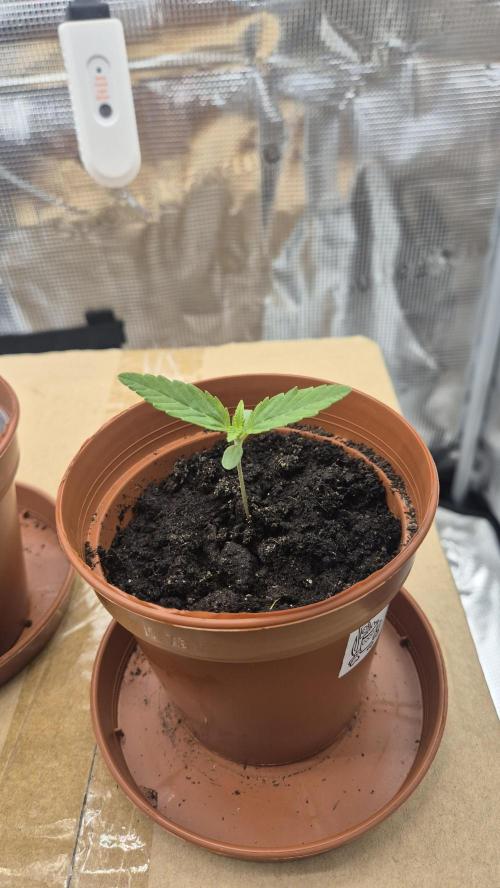 First. Week 0 - Bruce Banner 