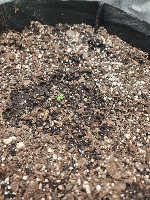 Pink Runtz Auto RQS. Week 0