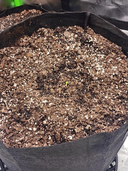 Pink Runtz Auto RQS. Week 0