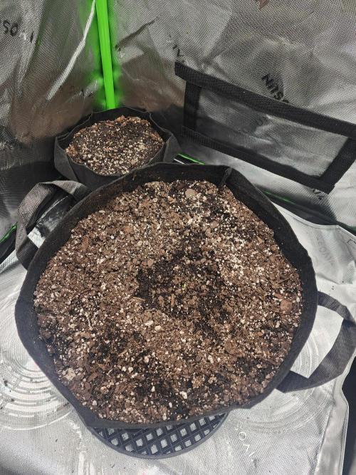 Pink Runtz Auto RQS. Week 0
