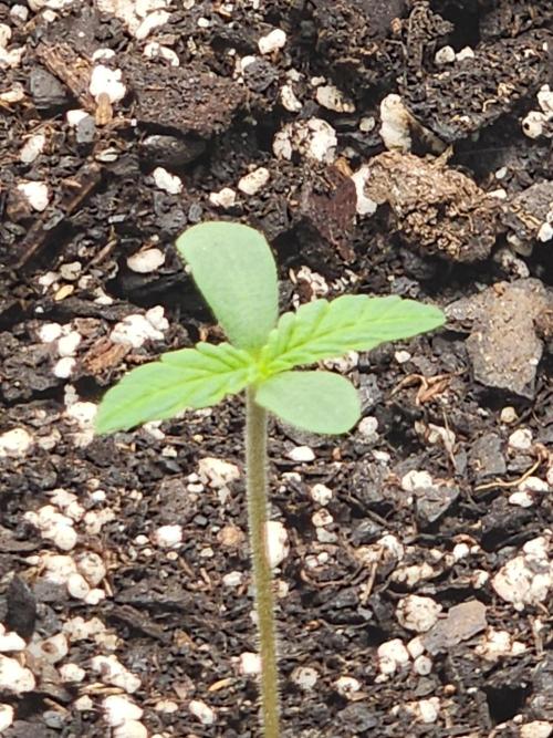 Pink Runtz Auto RQS. Week 1