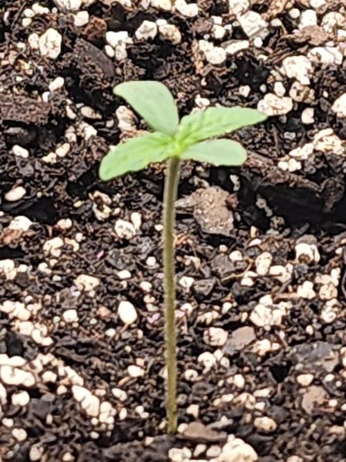 Pink Runtz Auto RQS. Week 1