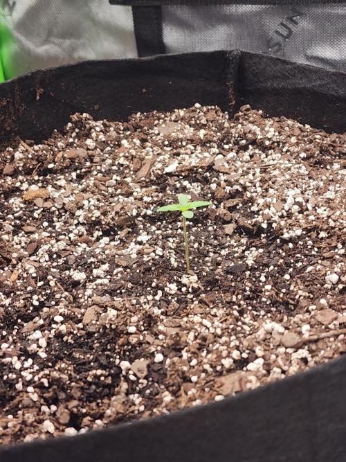 Pink Runtz Auto RQS. Week 1