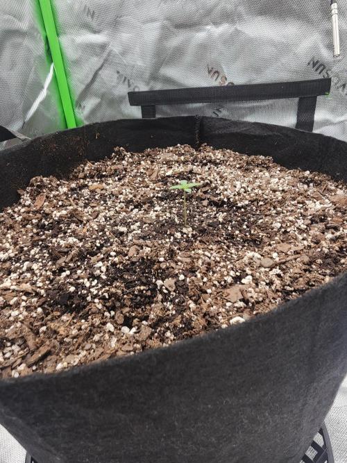 Pink Runtz Auto RQS. Week 1