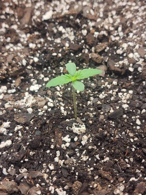 Pink Runtz Auto RQS. Week 1