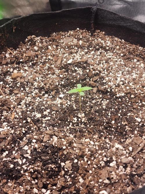 Pink Runtz Auto RQS. Week 1