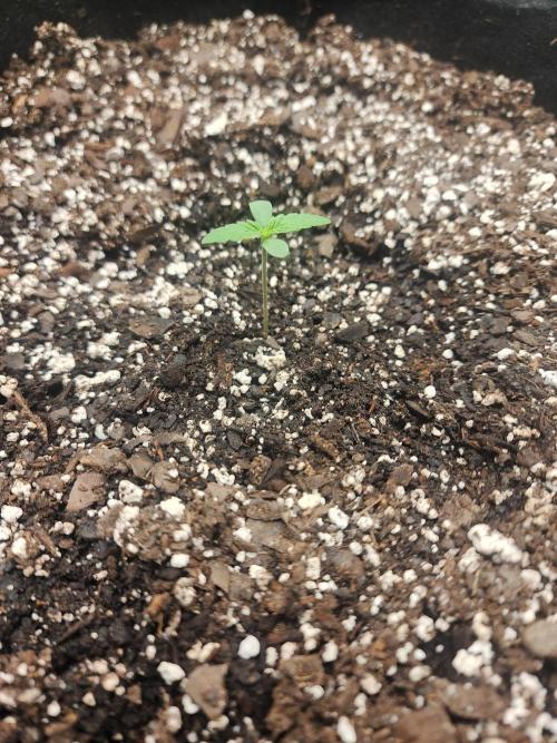 Pink Runtz Auto RQS. Week 1