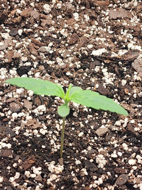 Pink Runtz Auto RQS. Week 2