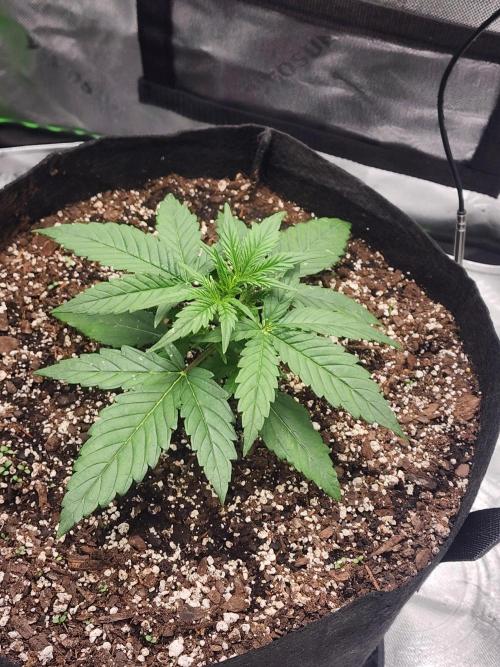 Pink Runtz Auto RQS. Week 3