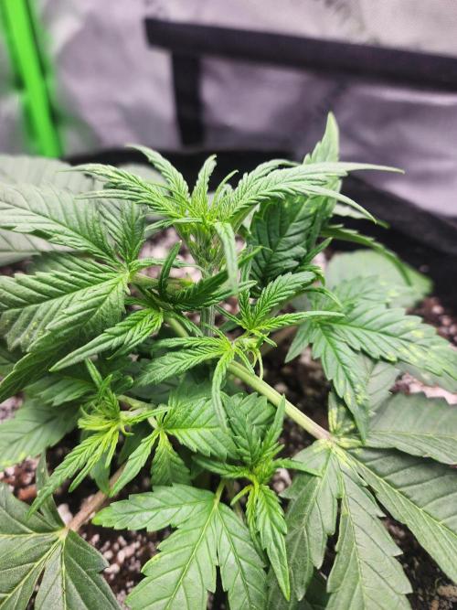 Pink Runtz Auto RQS. Week 3