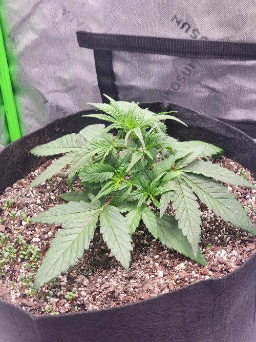 Pink Runtz Auto RQS. Week 3