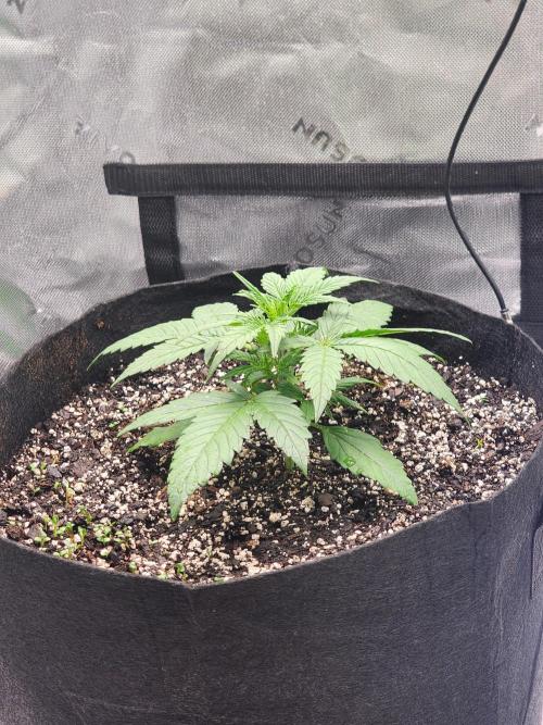 Pink Runtz Auto RQS. Week 3