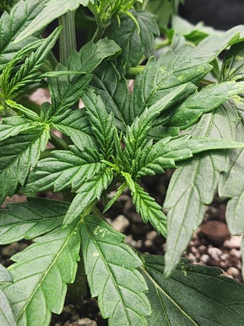 Pink Runtz Auto RQS. Week 3