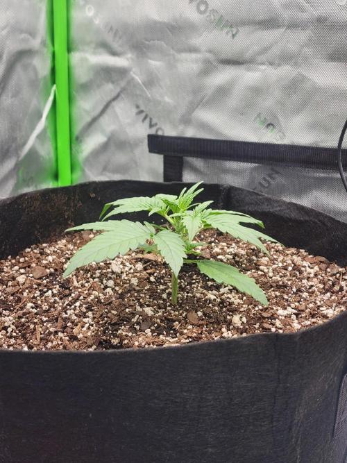 Pink Runtz Auto RQS. Week 3