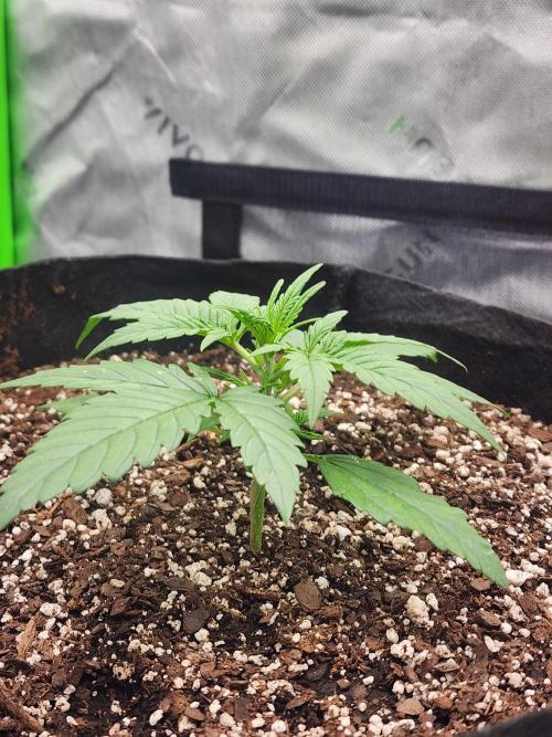 Pink Runtz Auto RQS. Week 3