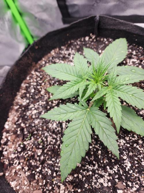 Pink Runtz Auto RQS. Week 3